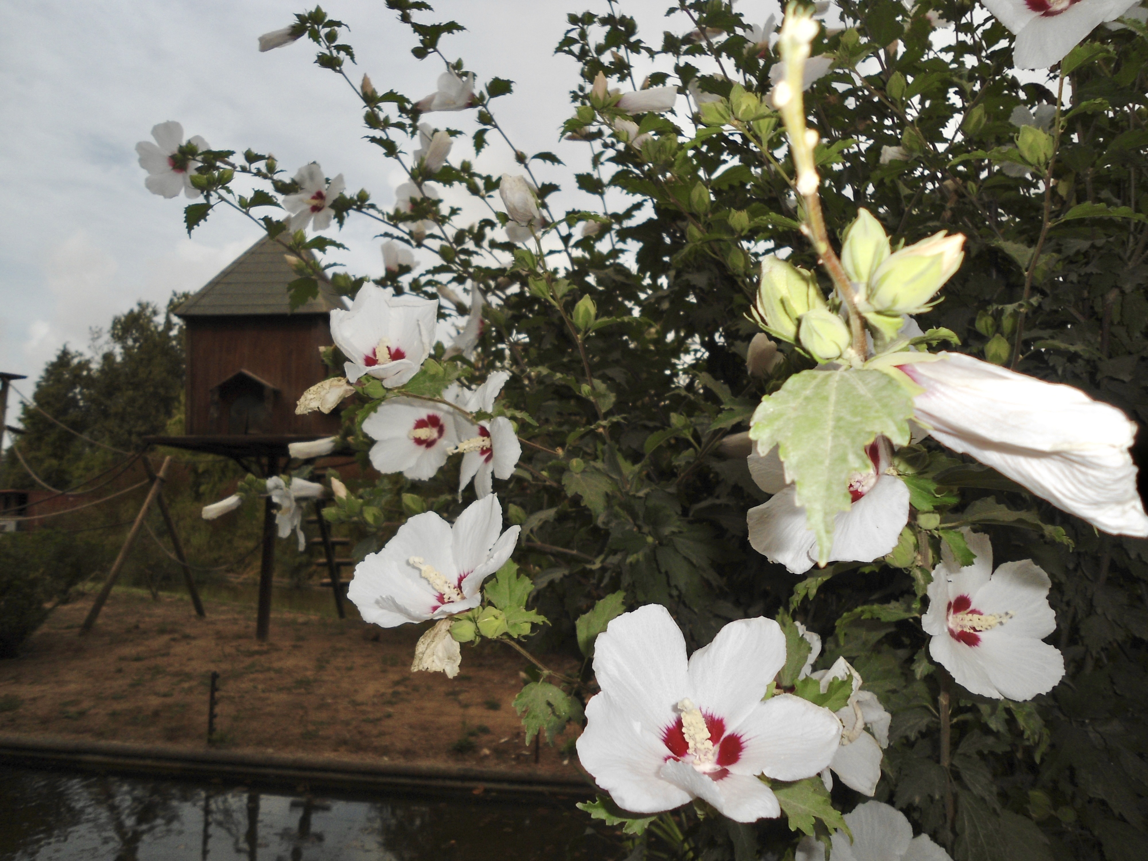 fotografia de flores tirada no Zoo Santo Inácio